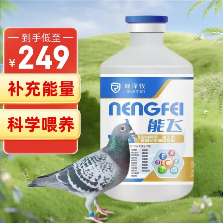 能飞赛鸽信鸽不伤鸽体