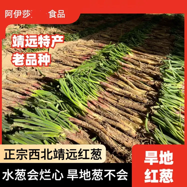 2025甘肃靖远红葱红皮味浓适合炒菜炖汤炒肉包邮