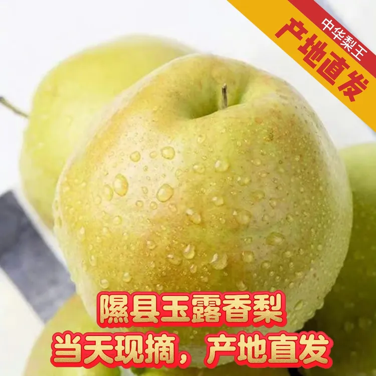 山西隰县玉露香梨新鲜脆甜多汁皮薄水果现摘现发果园直发坏果包赔