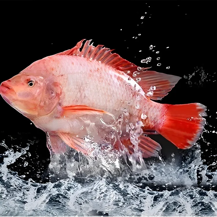 彩虹鲷鱼鲜活速冻500g-600g/条 到手6条