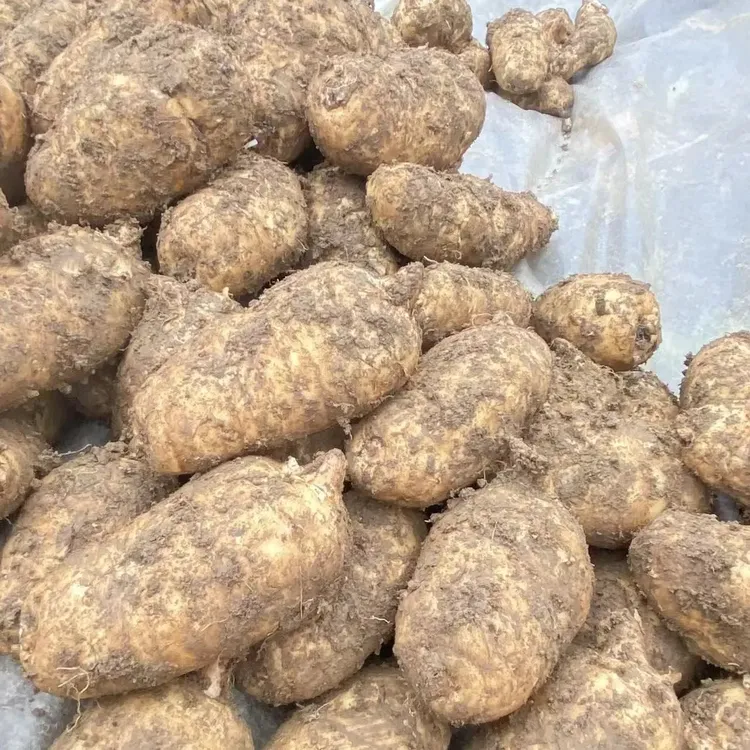 巫溪本地新鲜天麻野生种植现挖产地直发带泥发货炖鸡煲汤