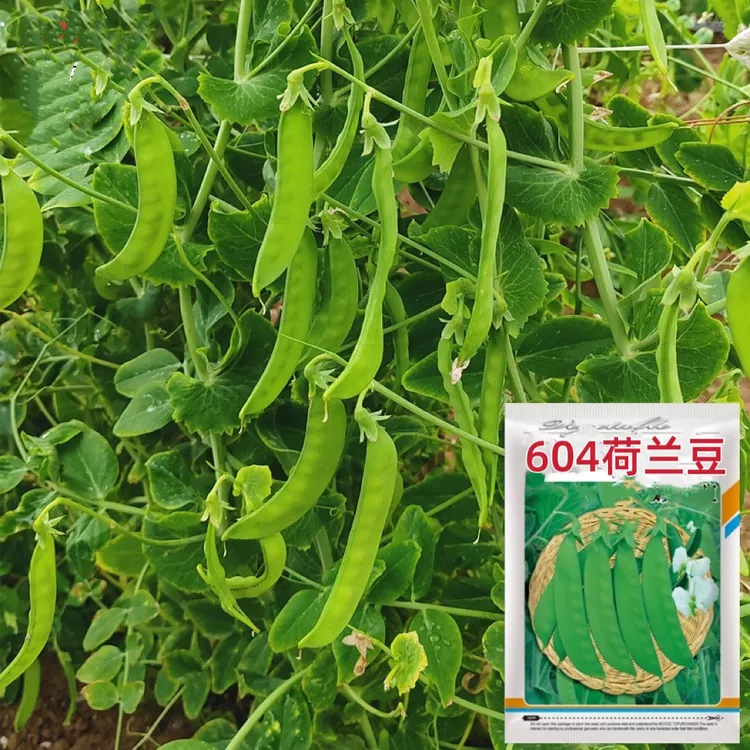 甜脆荷兰豆种子豌豆尖菜豆青豆种春秋冬农家田园庭院爬藤蔬菜种孑