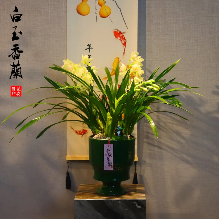 兰花白玉香兰四季兰花大花蕙兰年宵花室内阳台好养活花卉盆栽