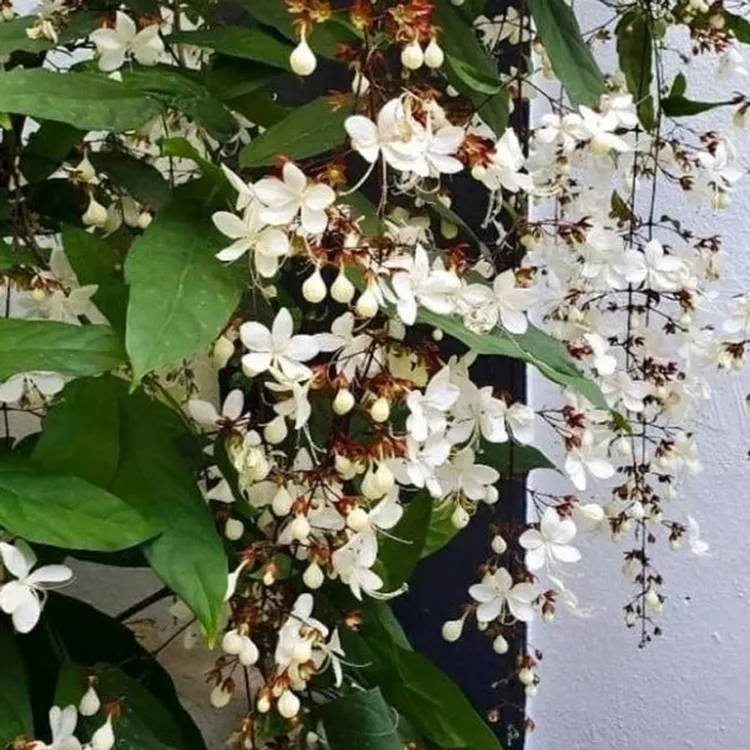 泰国垂丝茉莉花苗白玉蝴蝶室内客厅好养观赏盆栽网红花卉