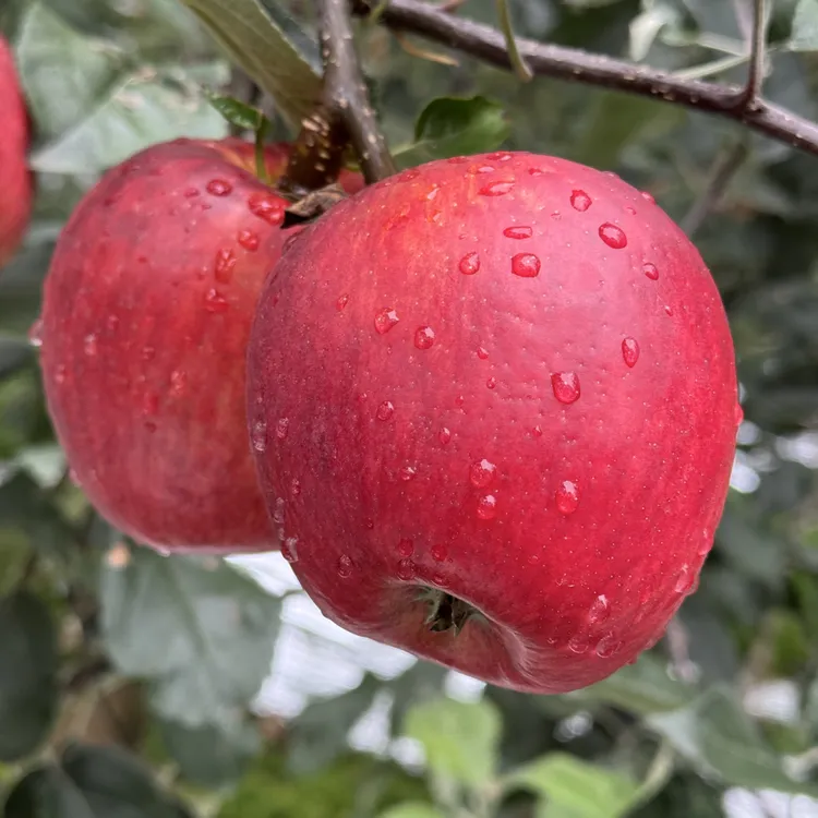昭通丑苹果，现正宗高原脆甜多汁新鲜采摘红富士头茬当季云南昭通