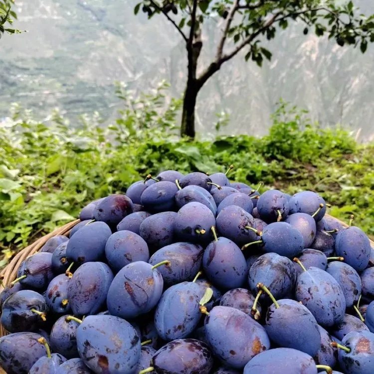 新鲜应季现摘大西梅产地直发酸甜可口饱满多汁水果