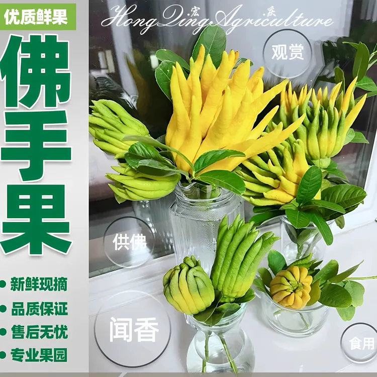 新鲜佛手柑佛手果可水培观赏闻香现摘带枝鲜果大果室内绿植香橼果