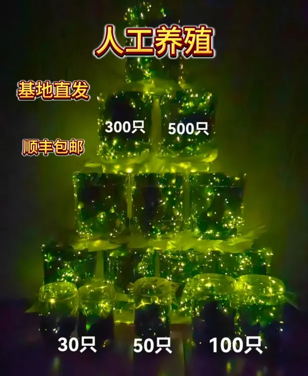 萤火虫人工养殖夜精灵饲养包邮喷雾萤火虫活虫带瓶萤火虫饲养盒