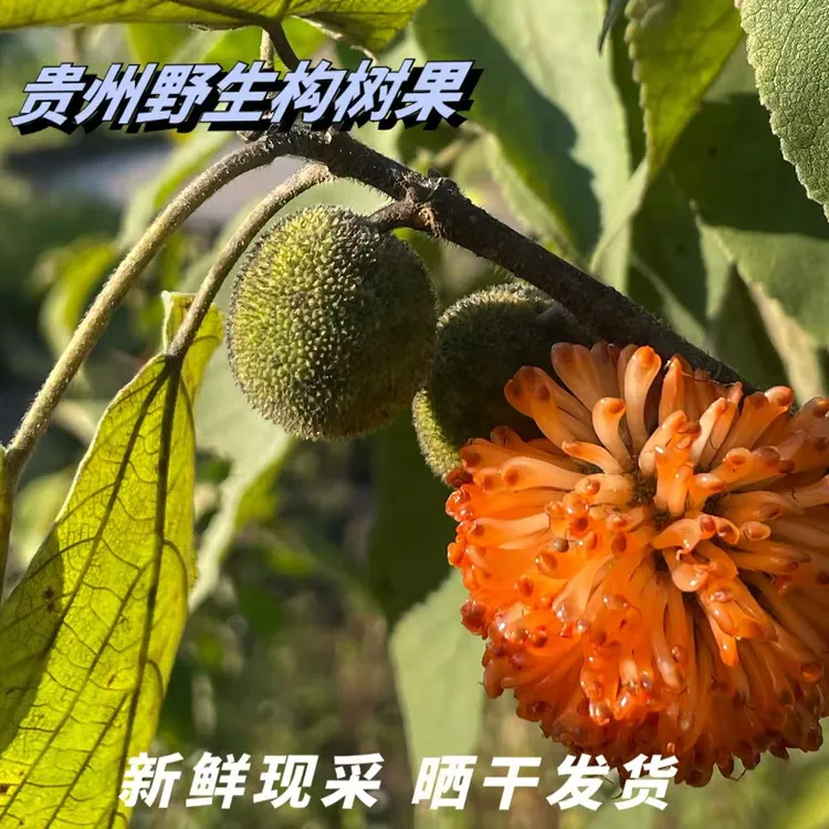贵州野生楮桃果构树桃当季新鲜现采晒干干果晒干构树子泡酒专用