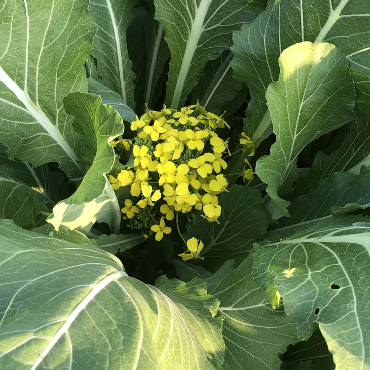 广东增城迟菜心新鲜蔬菜现切现发当季蔬菜增城高脚菜心