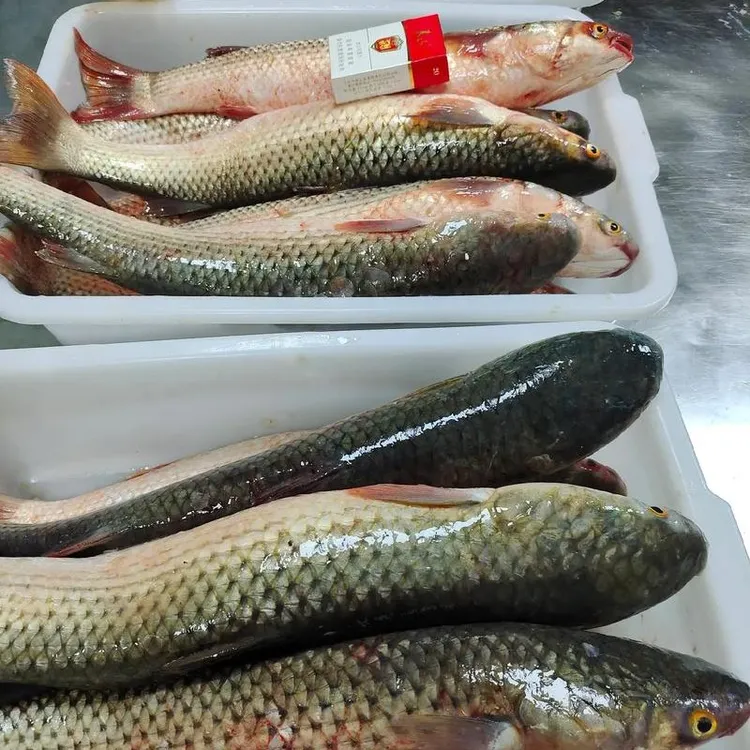 【保鲜不保活】渤海湾本地的海捕梭鱼 净肠 一斤左右一条