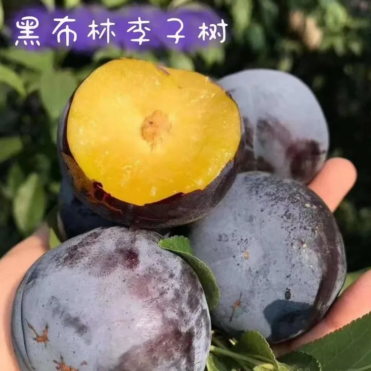 【陕西】正宗新鲜李子黑布林孕妇水果应季水果产地直发