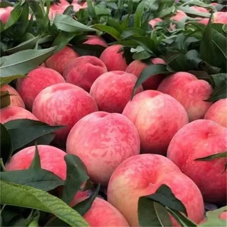 桃树苗 盆栽地栽 南北方均可种植