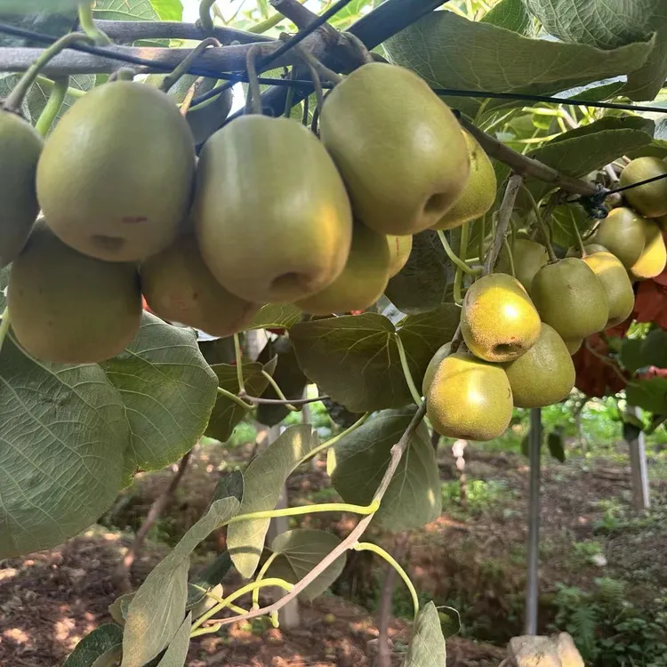 四川苍溪红心猕猴桃新鲜当季水果香甜高维C孕妇适用