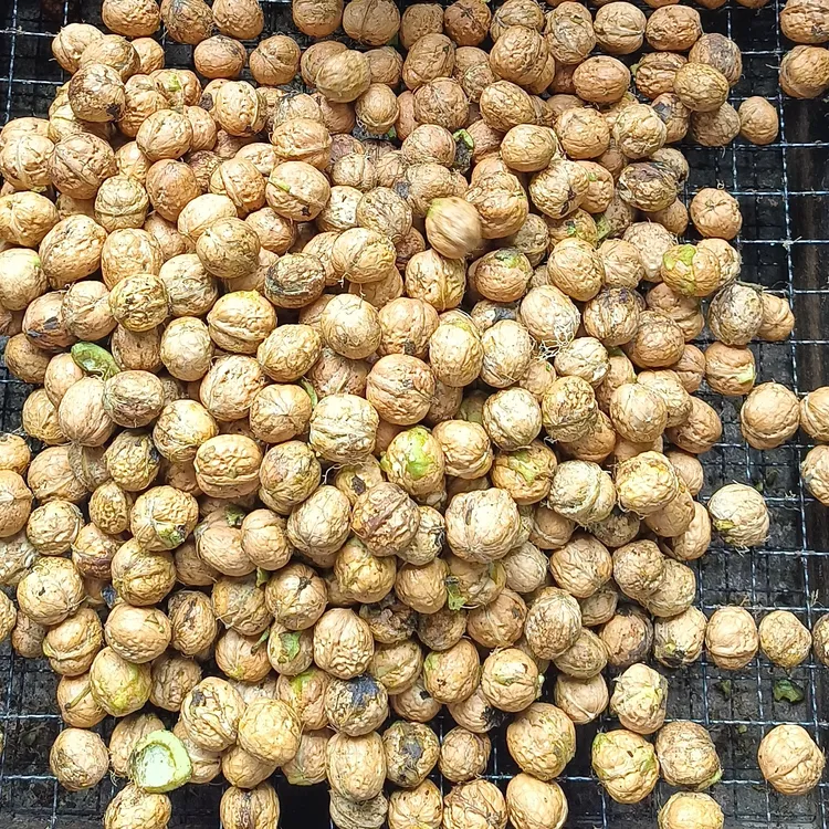 新鲜核桃，去青皮老树生态无漂白美味脆嫩孕妇湿核桃