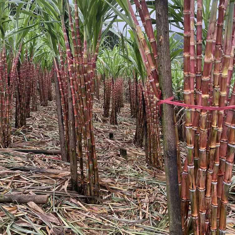 【农村幺弟专属】云南老品种红皮脆皮甘蔗新鲜爽口现砍现发个别小裂