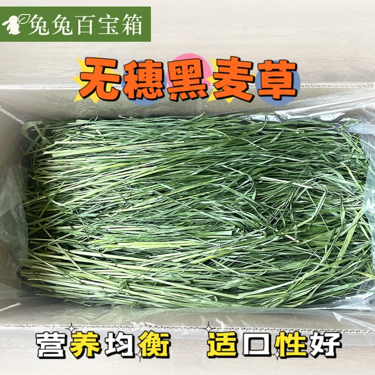 25年烘干无穗黑麦草兔子龙猫荷兰猪小宠营养辅草新草禾本科牧草