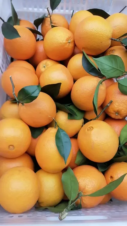 正宗赣南脐橙当季鲜果橙香浓郁手剥橙子果园直发