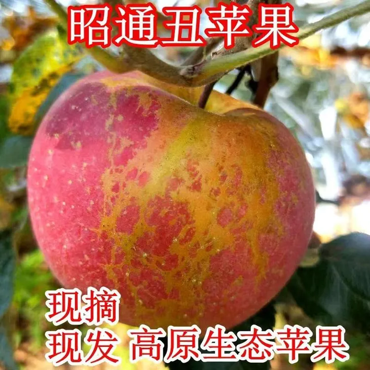 【正宗云南昭通苹果10斤假一赔十】现摘现发高等精品新鲜脆甜水果