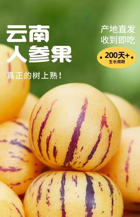 正宗云南应季人参果 清甜水润多汁肉厚云南应季特产水果现摘现发