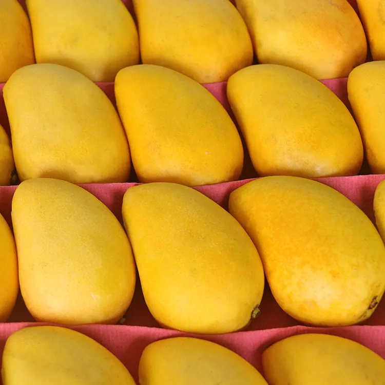 海南小台农芒果新鲜现摘小台芒果应当季热带水果特产整箱包邮