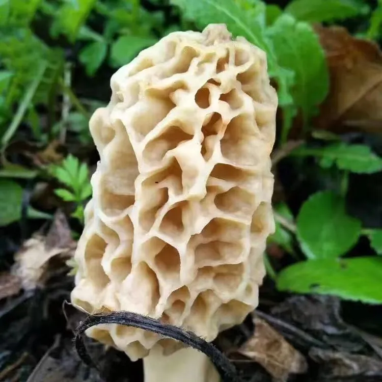 深山山珍美味小羊肚菌50g/100g包邮