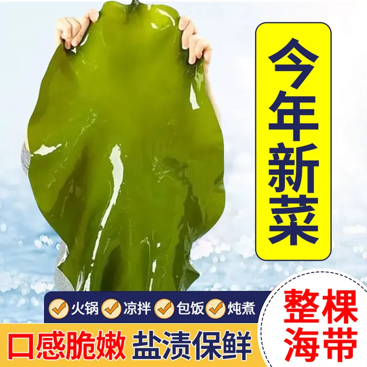 大连整颗海带带箱5斤海带盐渍海带凉拌菜包饭品质厚片包邮直发
