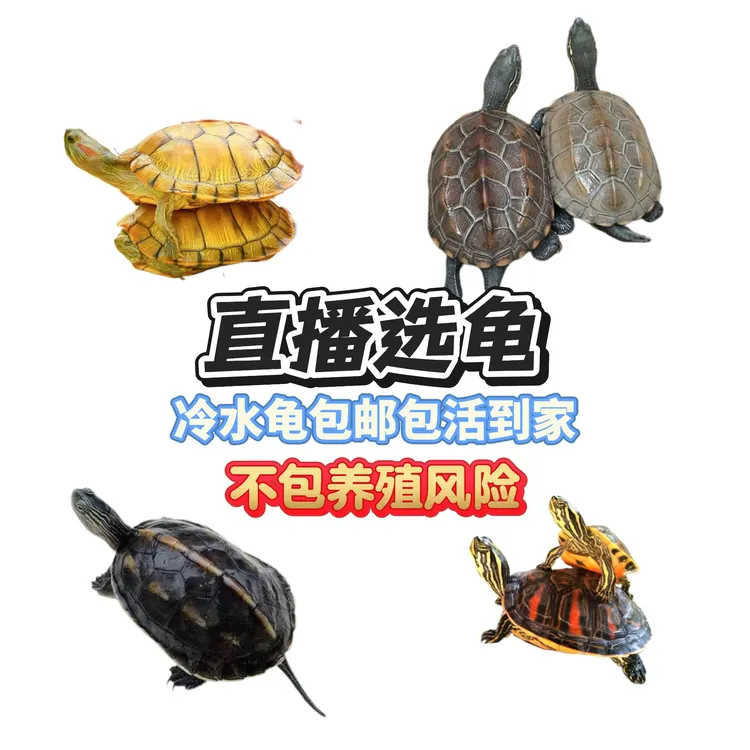 外塘冷水龟火焰 粘人花龟 黄金巴西家养宠物龟包邮包活