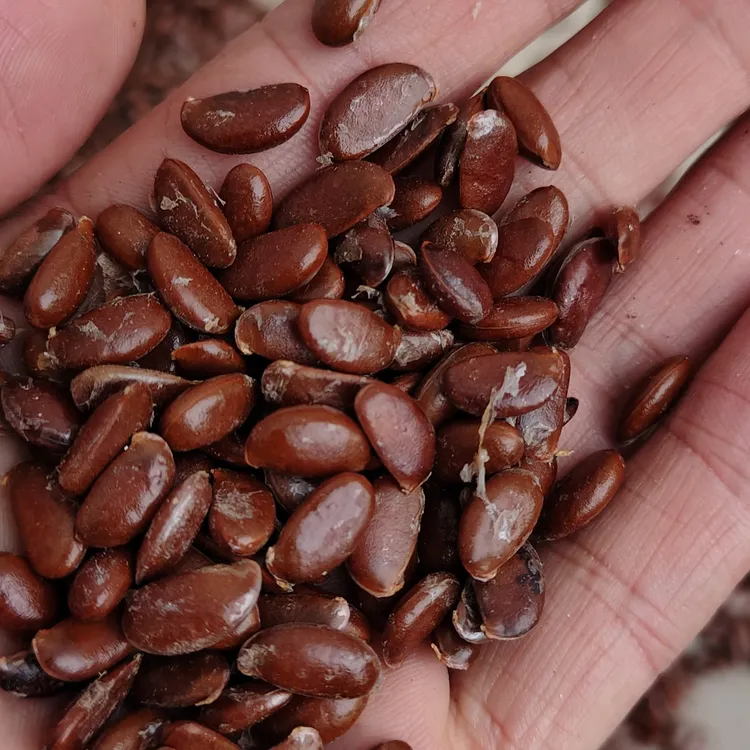 付邮送50颗，新鲜软枣核。限定20份。偏远地区两单包邮。