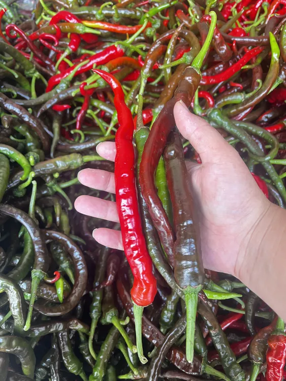 湖南农家露天种植新鲜老品种皮薄肉香辣椒