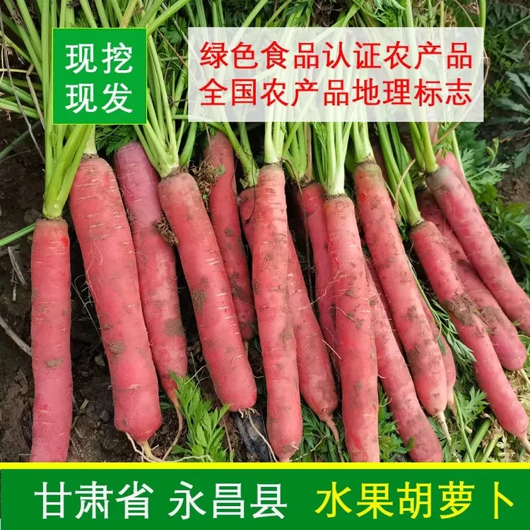 甘肃沙地水果红萝卜新鲜脆甜多汁透心红水果萝卜新鲜蔬菜批发