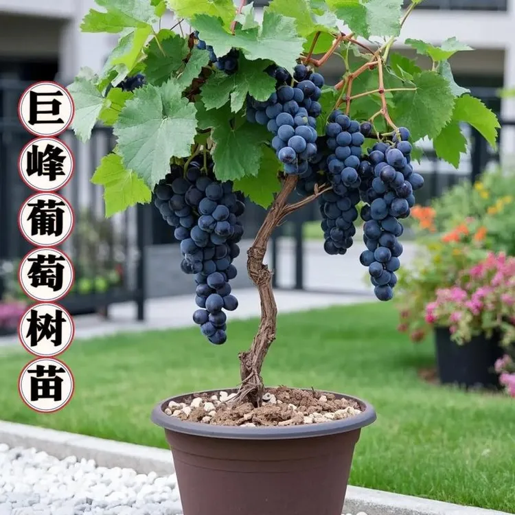 巨峰葡萄苗阳光玫瑰无核晴王葡萄树苗青提无籽葡萄苗当年结果精品