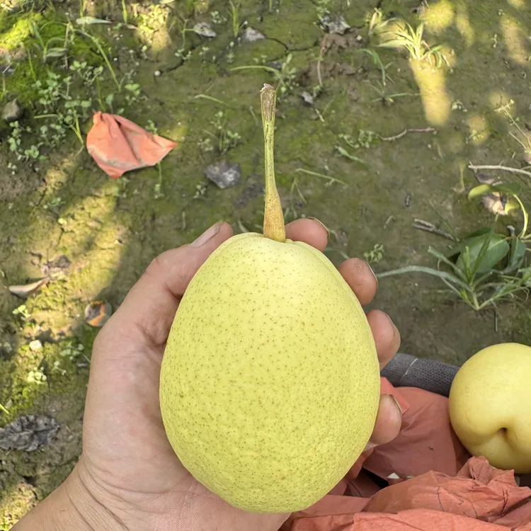 陕西蒲城长把子梨，酸甜可口、口口爆汁产地果农直发、