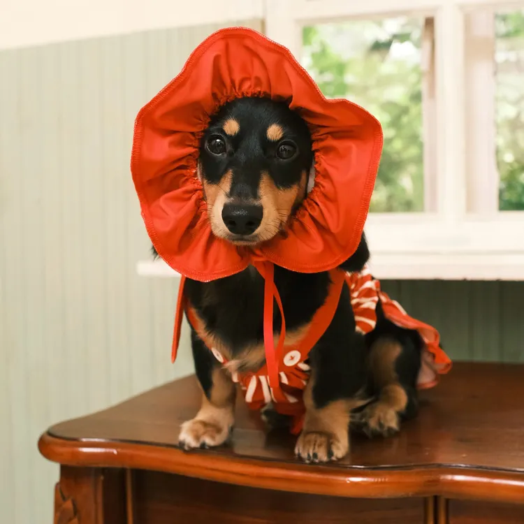 宠物服装宠物泳衣比基尼裙子中大型犬狗狗Pety Peti