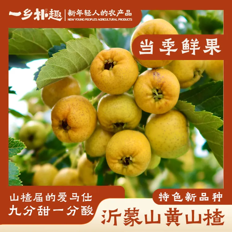 【一乡朴趣】沂蒙山新品种黄山楂当年新鲜中秋好礼礼盒源头直发