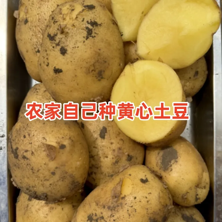 黑龙江黄麻子土豆面土豆黄心土豆农家菜新鲜蔬菜农家菜2025新土豆