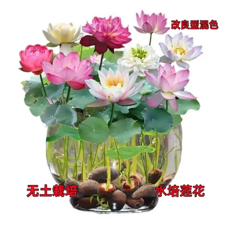 【多色混色水培莲子】盆栽无土水培莲花四季开花水养