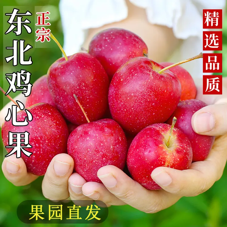 东北头茬鸡心果海棠果新鲜应季水果小苹果现摘现发维C果园包邮