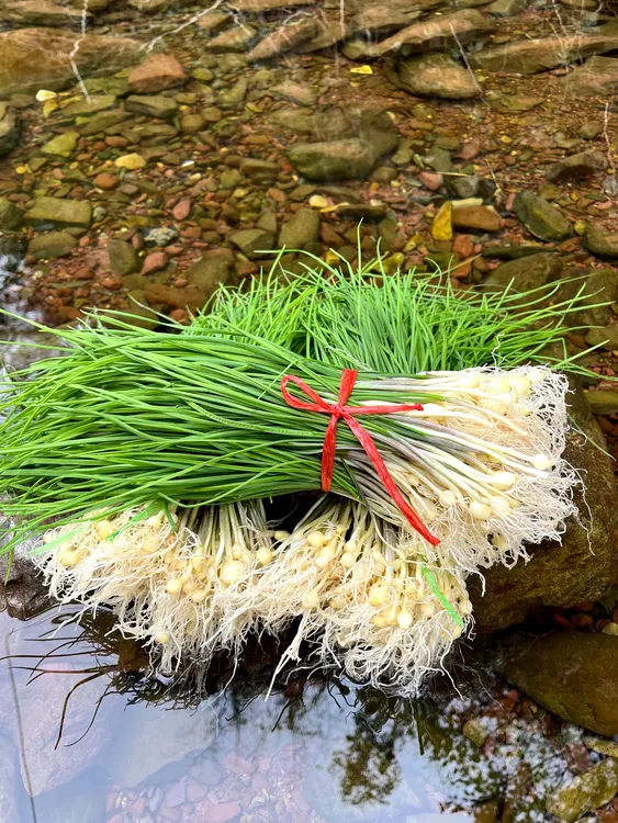 野蒜薤白野葱湖南野葱新鲜湘西野葱小根蒜胡葱沙葱野菜苦蒜包邮