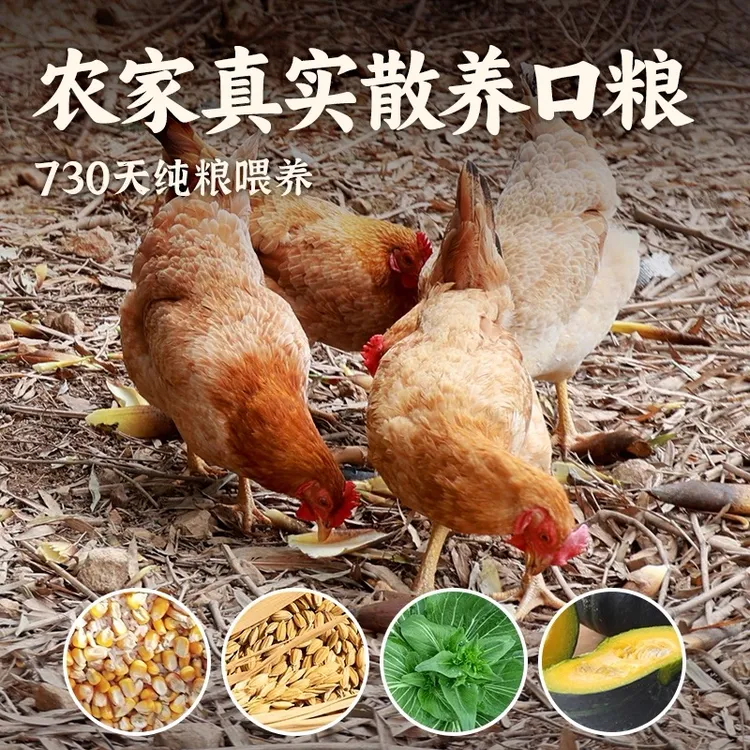 正宗土鸡农家老母鸡散养2-3年苏北鸡走地鸡整只月子滋补冰鲜到家