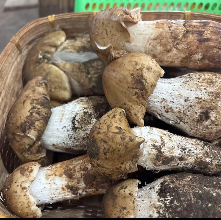 云南新鲜野生黄皮鸡枞菌 煲汤清炒推荐 顺丰空运包邮