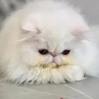 来了姊妹-纯白波斯猫 弟弟 10