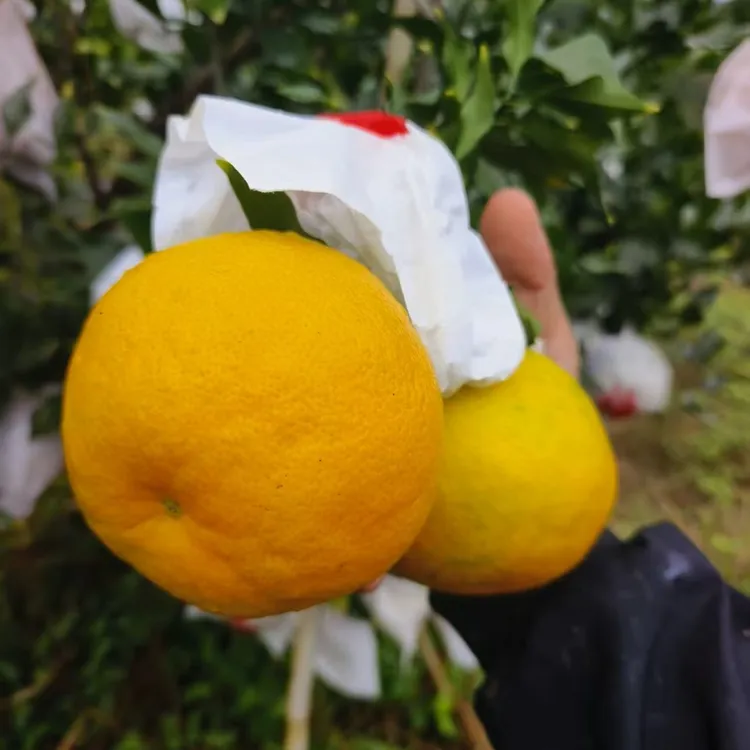 啊密达早熟耙耙柑青黄皮试吃装