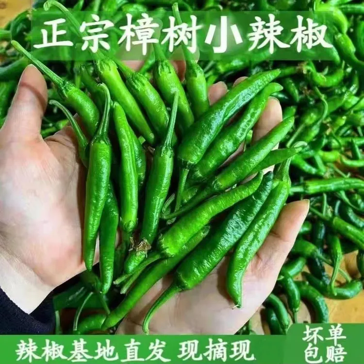 正宗樟树港辣椒苗秧苗带土球正品四季阳台盆高成活率樟树港辣椒苗