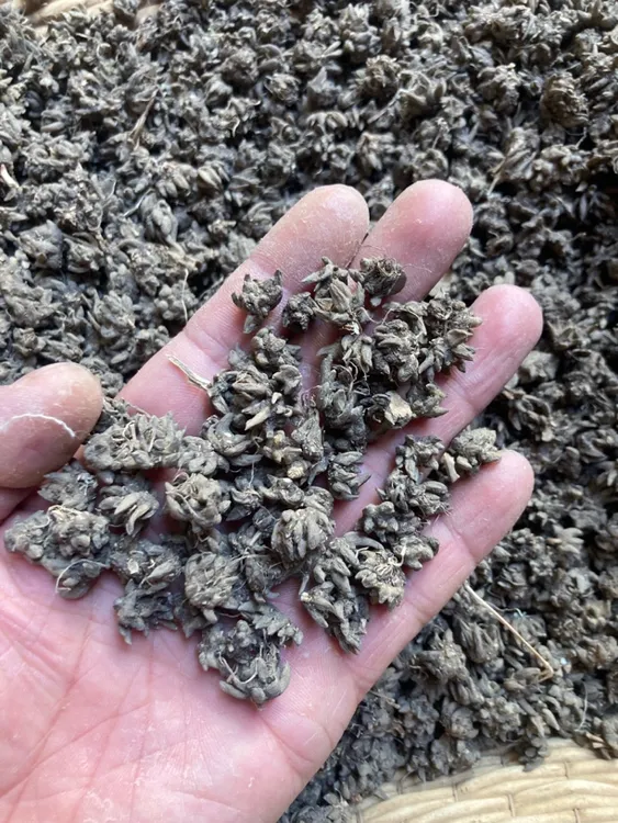 河南信阳淮滨大别山 道地 水洗 野生 猫爪草 产地直销 