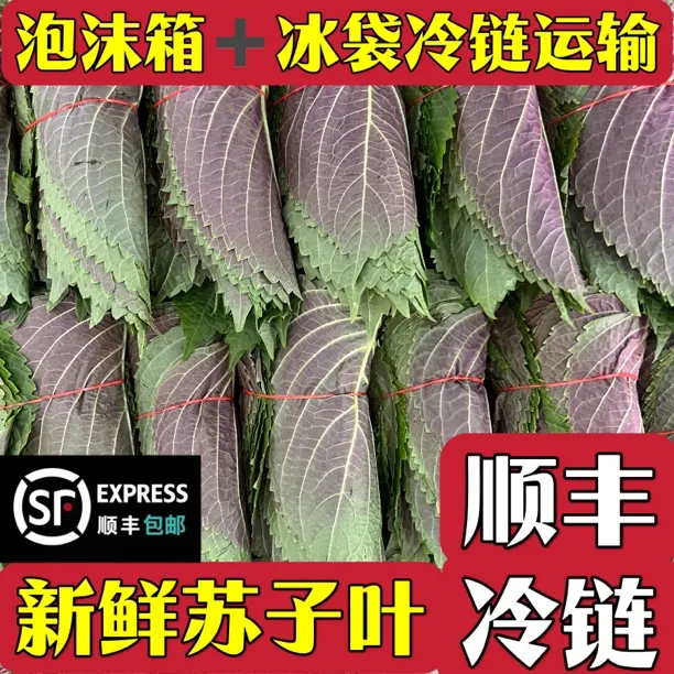 东北苏子叶韩式烤肉伴侣好吃解腻新鲜现摘紫苏叶酱菜顺丰包邮