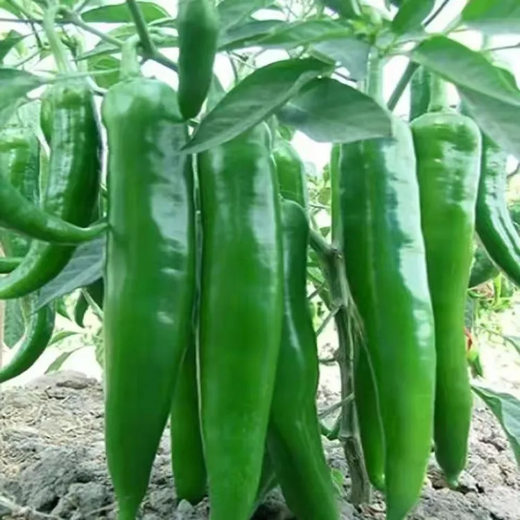 大果牛角椒秧苗羊角青椒苗辣椒苗微辣高产春季秋季蔬菜苗