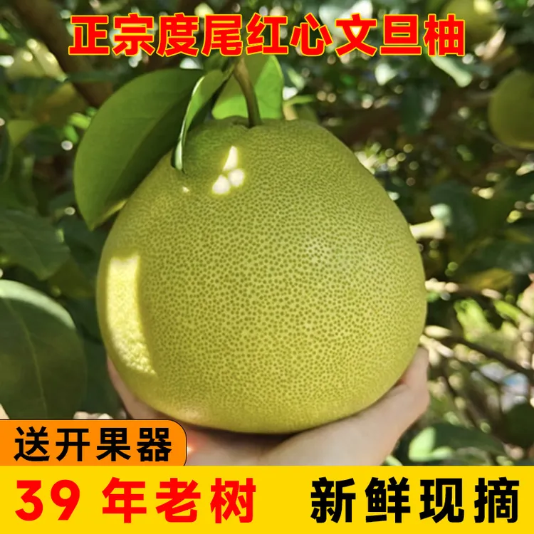【48斤】仙游度尾文旦柚红心柚子新鲜当季现摘孕妇应季时令水果