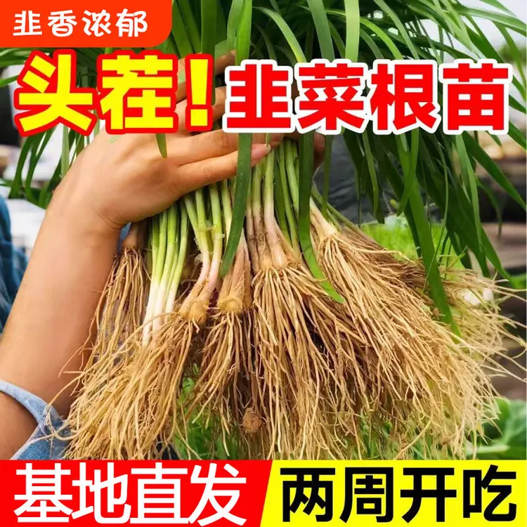 头茬现挖紫红根宽叶本地香韭菜根苗家庭阳台好养