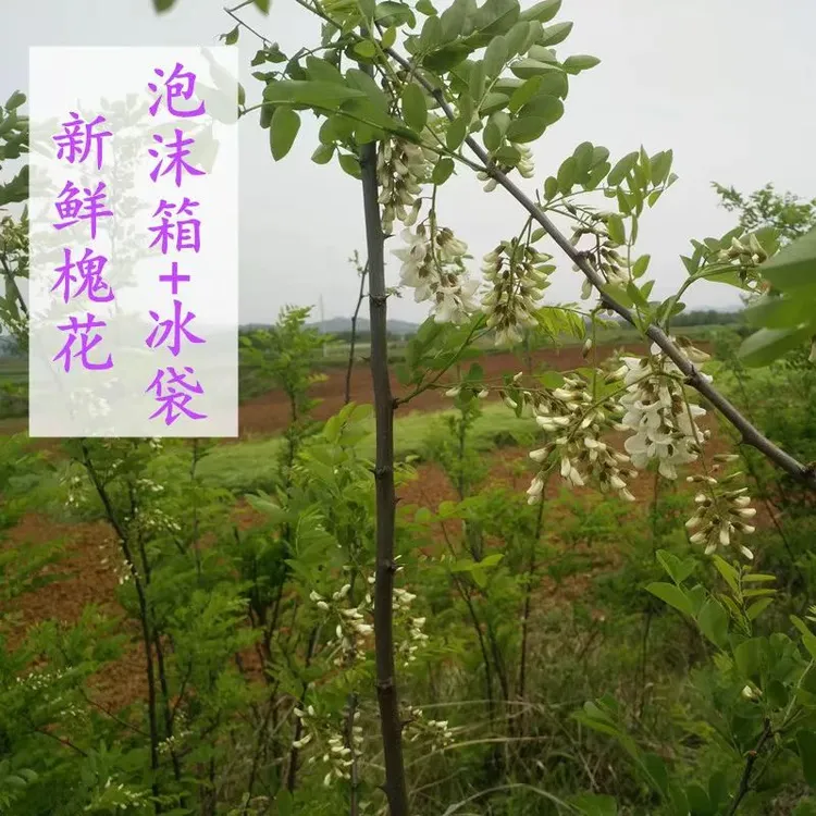 河南应季槐花泡沫箱加冰京东快递3斤包邮